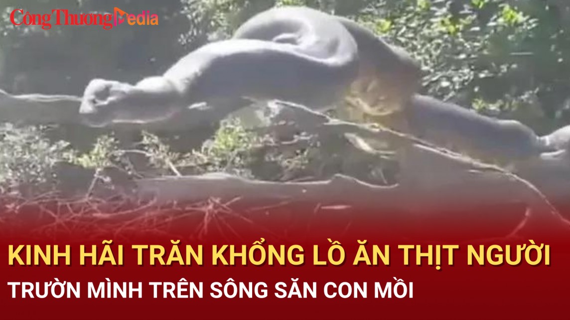 Kinh hãi trăn khổng lồ ăn thịt người trườn mình trên sông săn con mồi