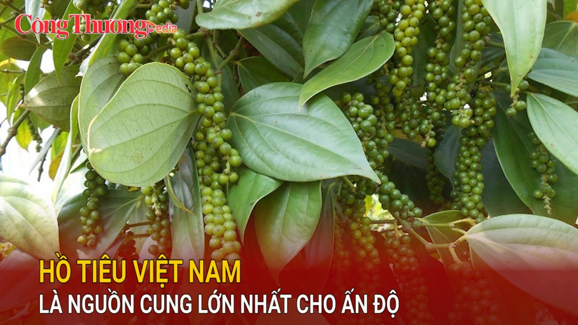 Hồ tiêu Việt Nam là nguồn cung lớn nhất cho Ấn Độ