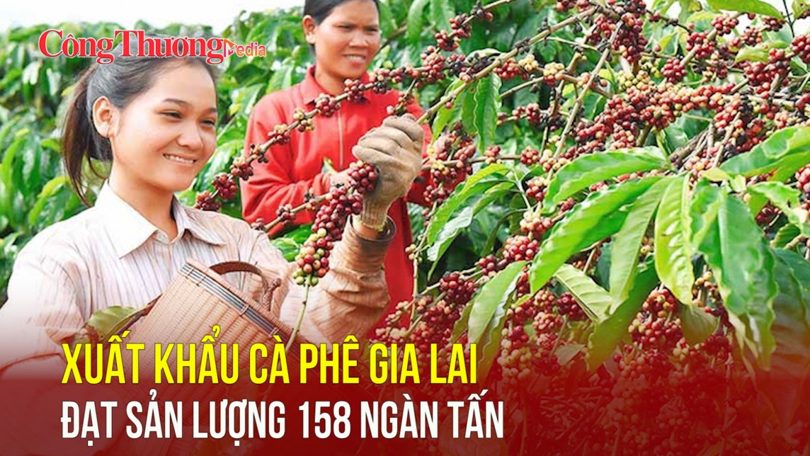 Xuất khẩu cà phê Gia Lai đạt sản lượng 158 ngàn tấn