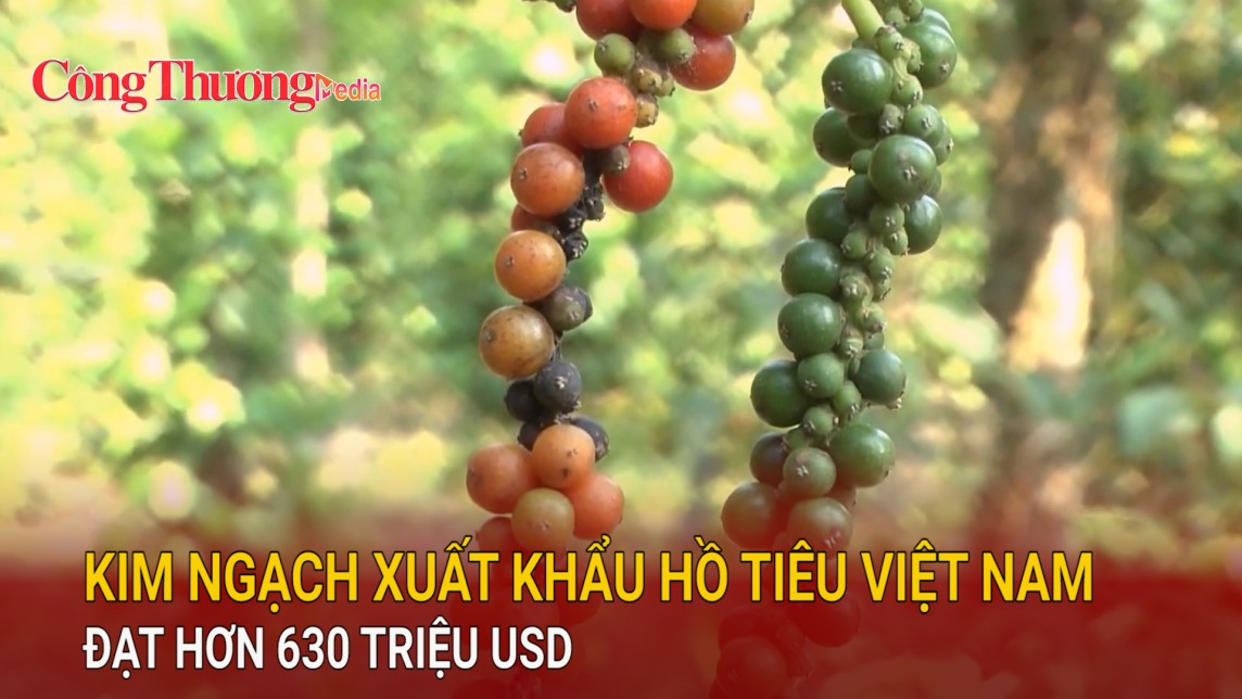 Kim ngạch xuất khẩu hồ tiêu Việt Nam đạt hơn 630 triệu USD