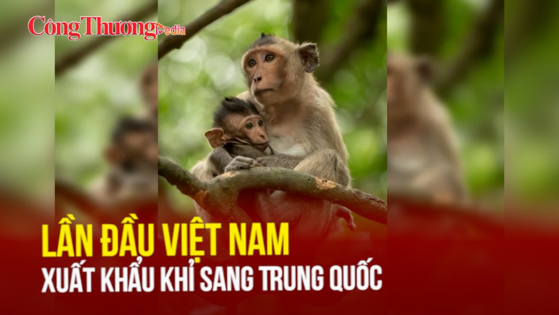 Lần đầu Việt Nam xuất khẩu khỉ sang Trung Quốc