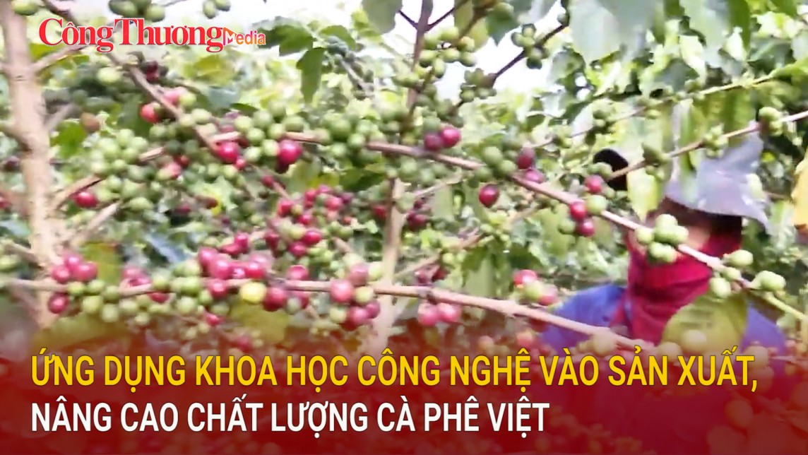 Ứng dụng khoa học công nghệ vào sản xuất, nâng cao chất lượng cà phê Việt