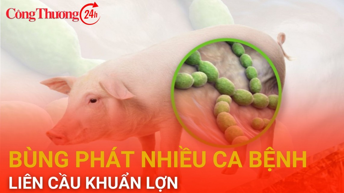 Bùng phát nhiều ca bệnh liên cầu khuẩn lợn