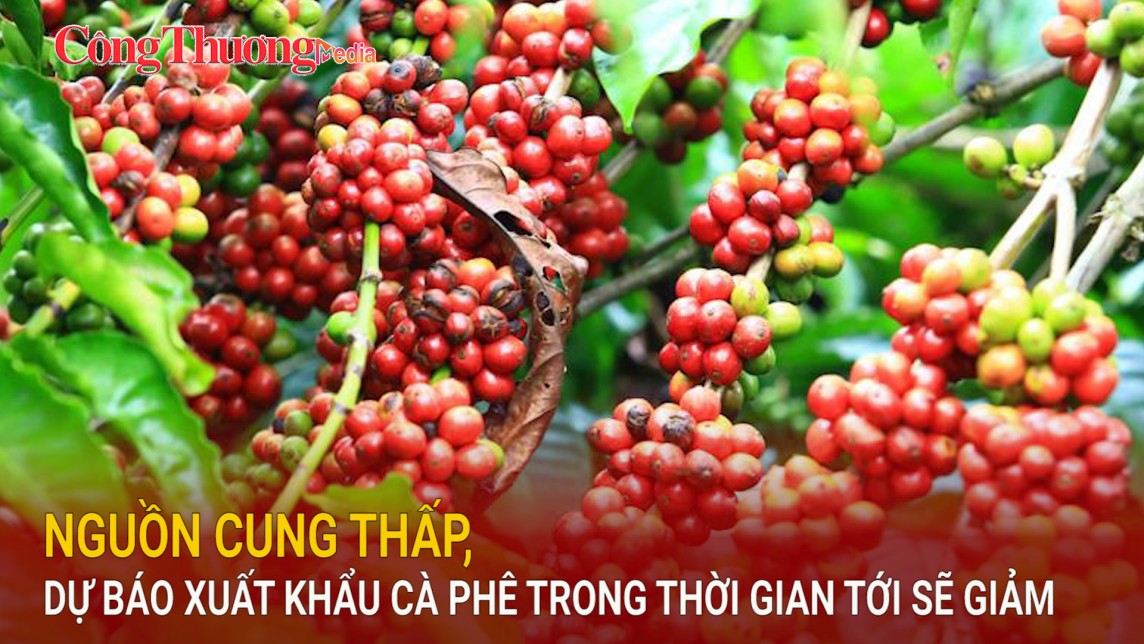 Nguồn cung thấp, dự báo xuất khẩu cà phê trong thời gian tới sẽ giảm