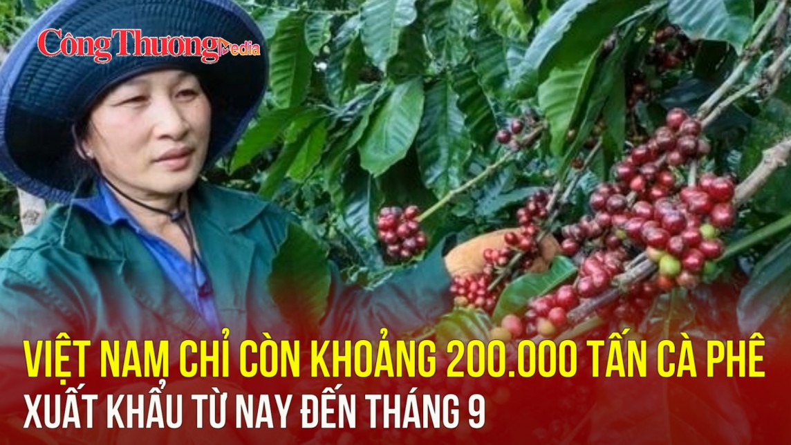 Việt Nam chỉ còn khoảng 200.000 tấn cà phê xuất khẩu từ nay đến tháng 9