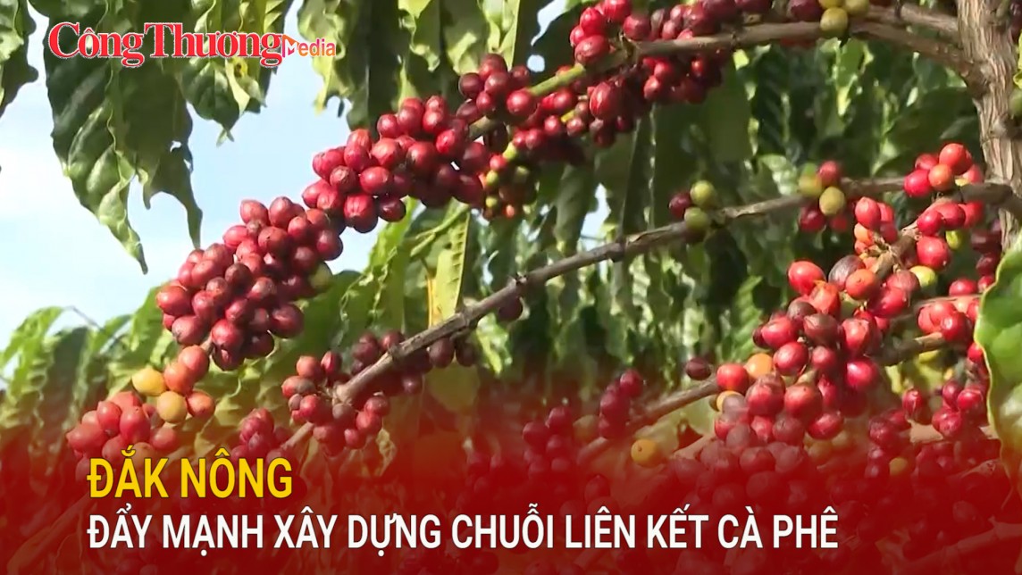 Đắk Nông đẩy mạnh xây dựng chuỗi liên kết cà phê