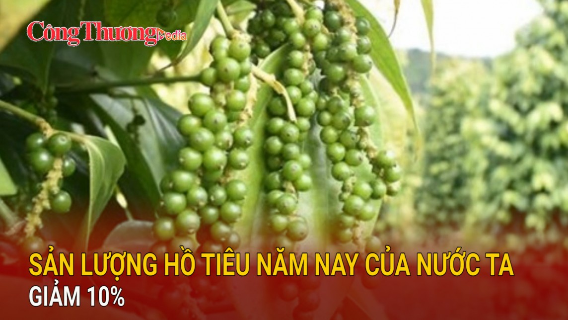 Sản lượng hồ tiêu năm nay của nước ta giảm 10%