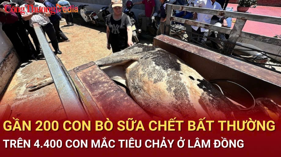 Lâm Đồng: Gần 200 con bò sữa chết bất thường