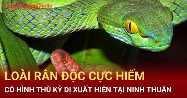 Loài rắn độc cực hiếm, có hình thù kỳ dị xuất hiện tại Ninh Thuận