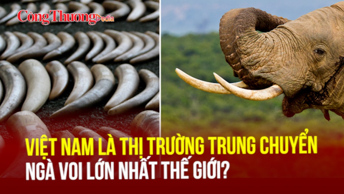 Việt Nam là thị trường trung chuyển ngà voi lớn nhất thế giới?