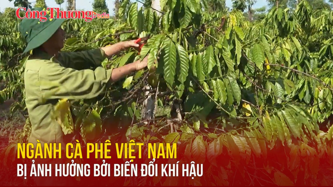 Ngành cà phê Việt Nam bị ảnh hưởng bởi biến đổi khí hậu