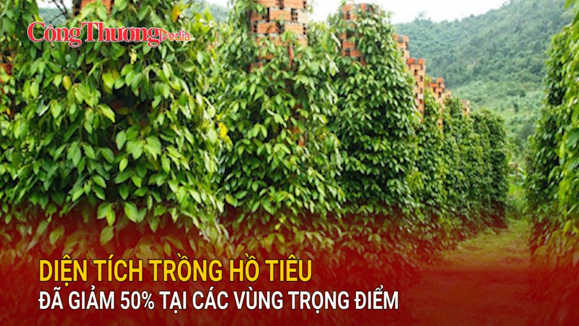 Diện tích trồng hồ tiêu đã giảm 50% tại các vùng trọng điểm