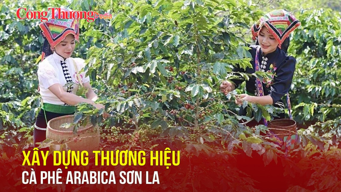 Xây dựng thương hiệu cà phê Arabica Sơn La