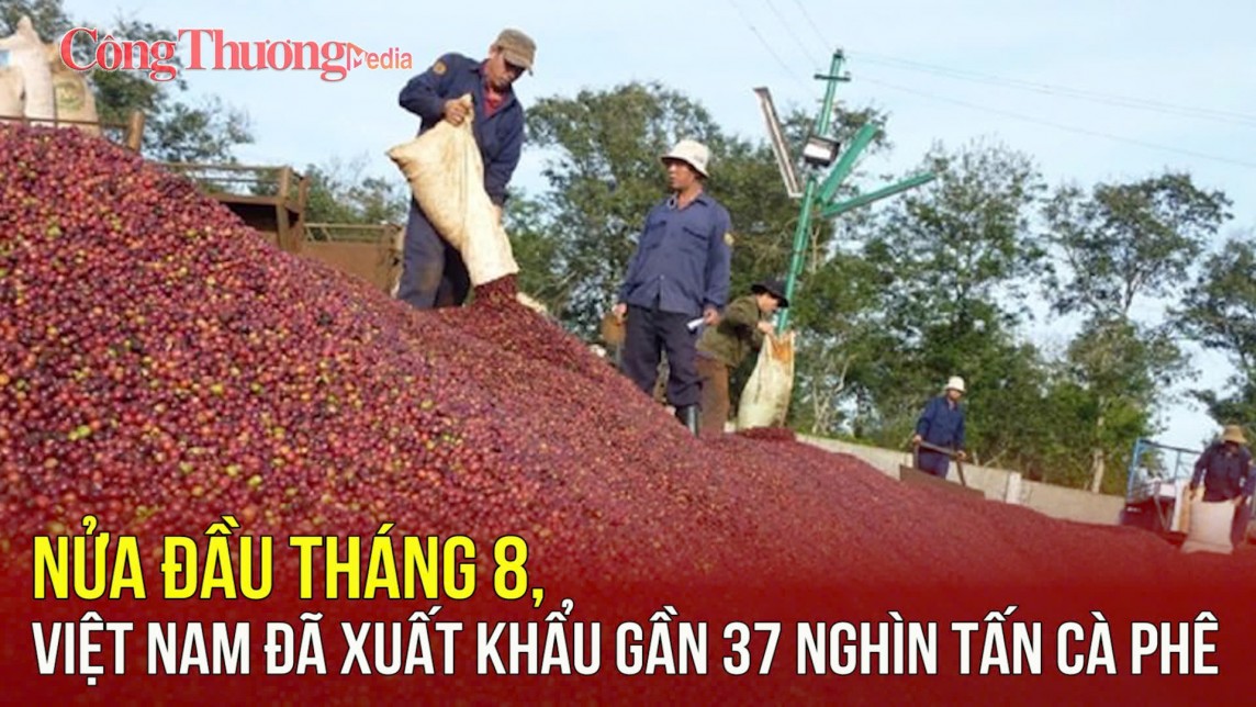 Nửa đầu tháng 8, Việt Nam đã xuất khẩu gần 37 nghìn tấn cà phê