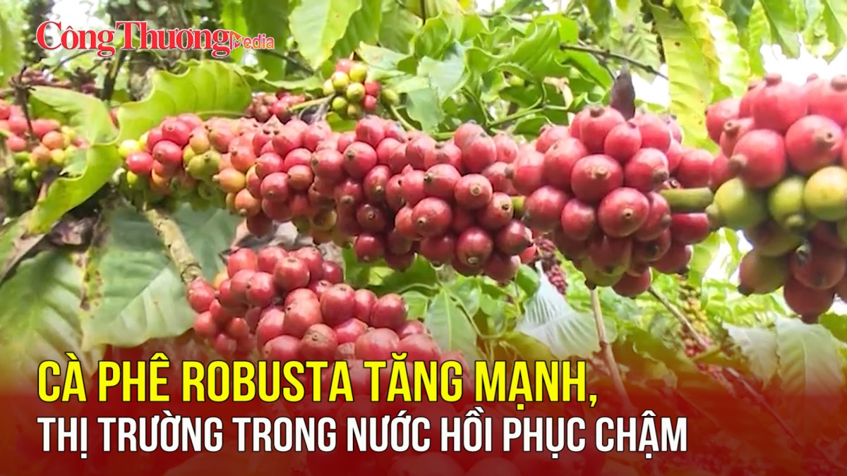 Cà phê Robusta tăng mạnh, thị trường trong nước hồi phục chậm