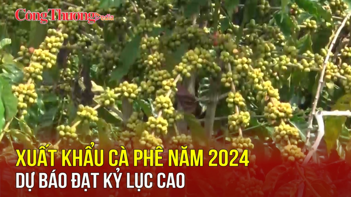 Xuất khẩu cà phê năm 2024 dự báo đạt kỷ lục