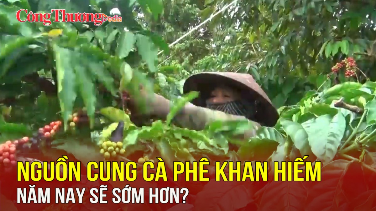 Nguồn cung cà phê khan hiếm năm nay sẽ sớm hơn?