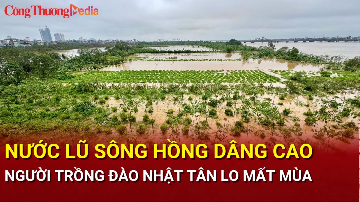 Nước lũ sông Hồng dâng cao, người trồng đào Nhật Tân lo mất mùa