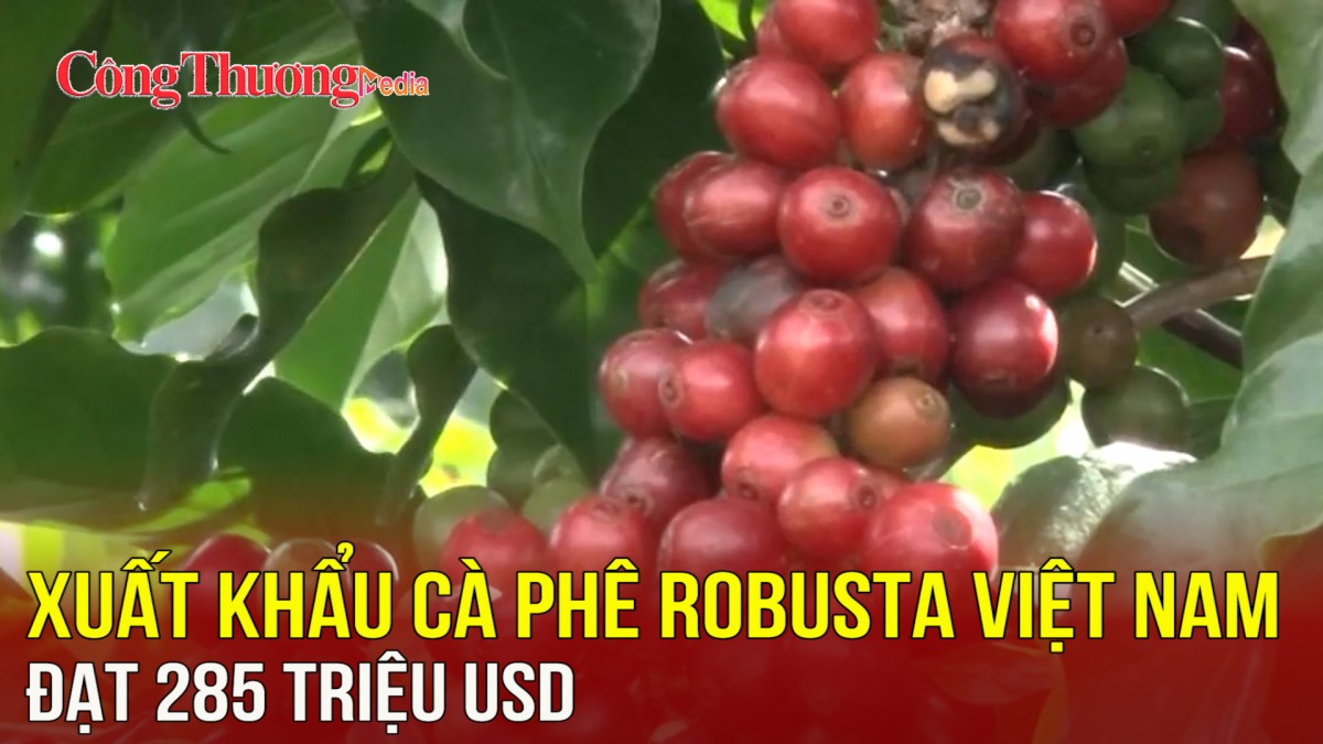 Xuất khẩu cà phê Robusta Việt Nam đạt 285 triệu USD