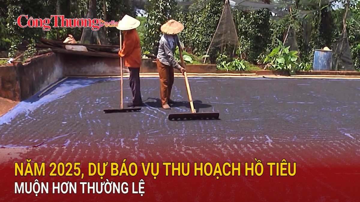 Năm 2025, dự báo vụ thu hoạch hồ tiêu muộn hơn thường lệ