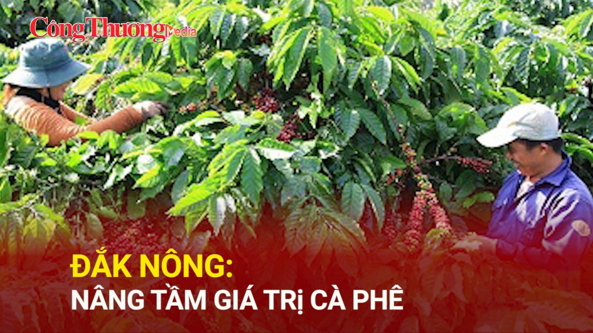 Đắk Nông: Nâng tầm giá trị cà phê