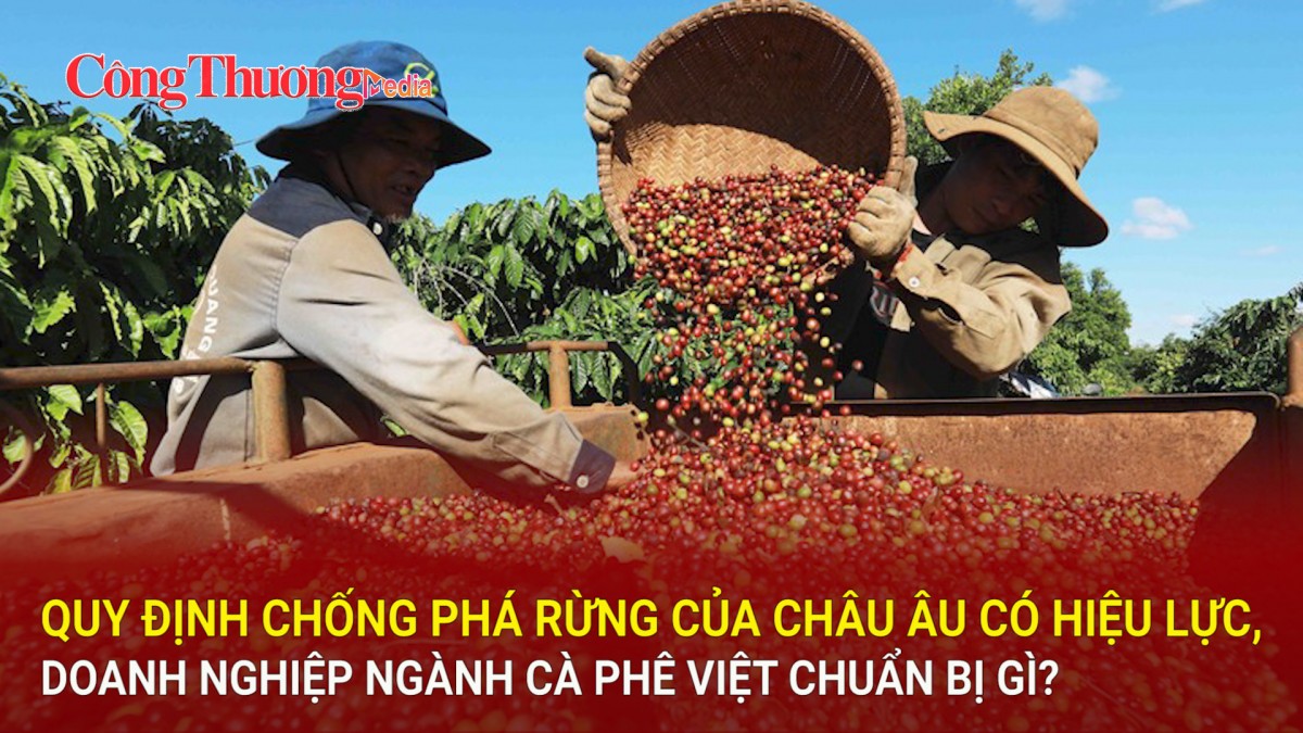 Quy định chống phá rừng của châu Âu có hiệu lực, doanh nghiệp ngành cà phê Việt chuẩn bị gì?