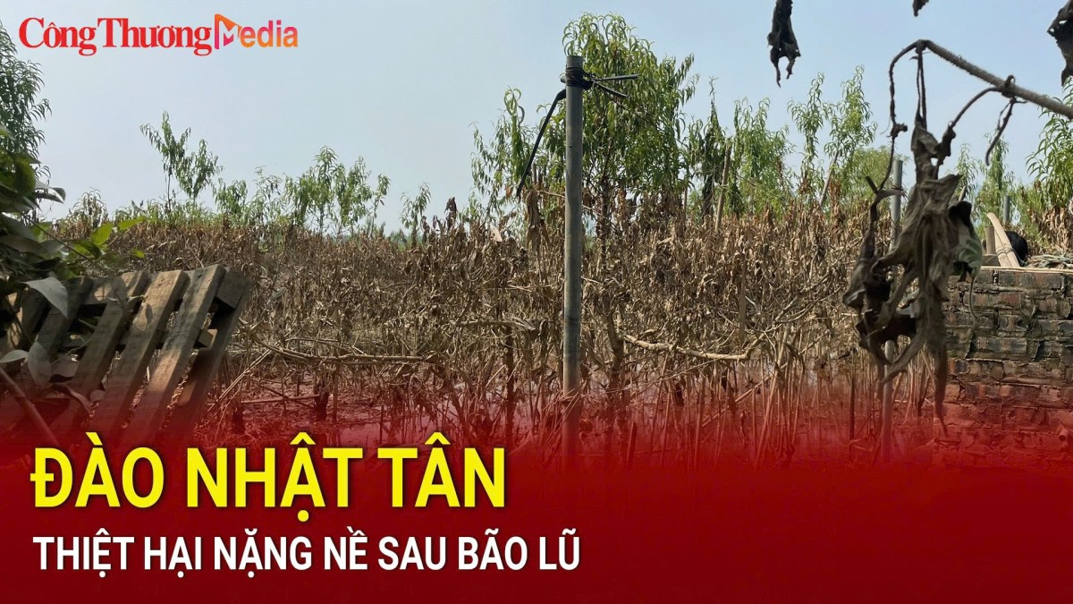 Vườn đào Nhật Tân tan hoang, thiệt hại nặng nề sau cơn lũ lịch sử