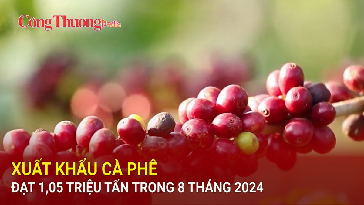 Xuất khẩu cà phê đạt 1,05 triệu tấn trong 8 tháng 2024