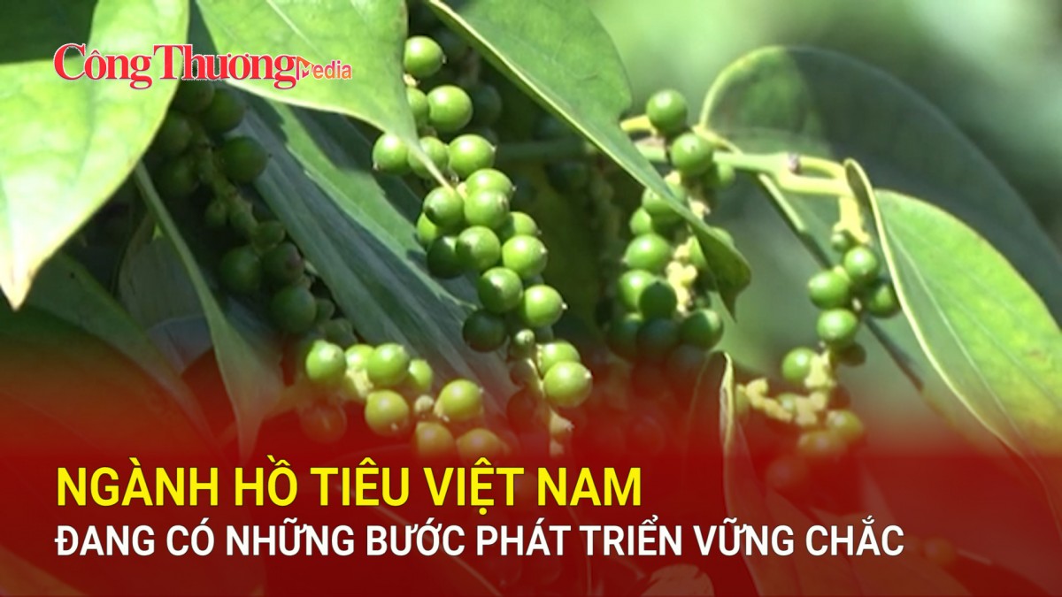 Ngành hồ tiêu Việt Nam đang có những bước phát triển vững chắc