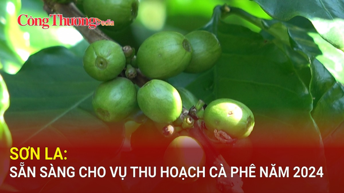 Sơn La: Sẵn sàng cho vụ thu hoạch cà phê năm 2024