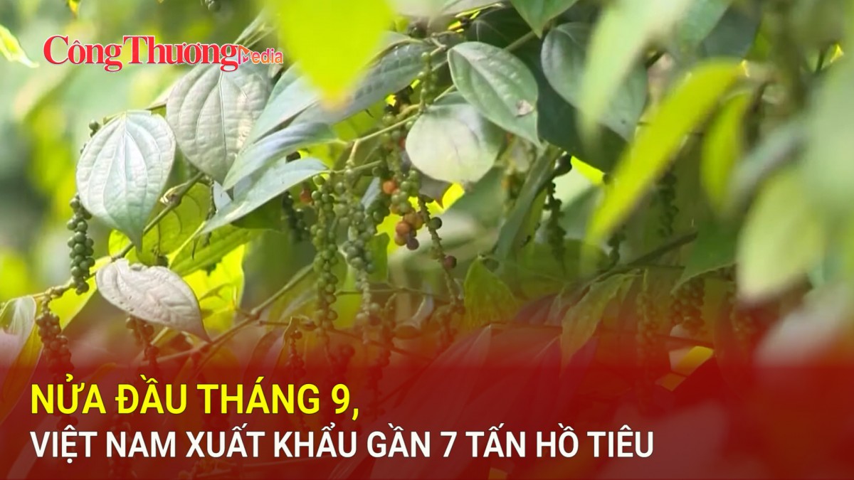 Nửa đầu tháng 9, Việt Nam xuất khẩu gần 7 tấn hồ tiêu