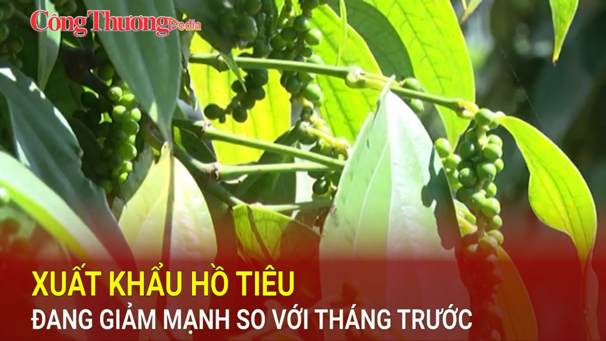 Xuất khẩu hồ tiêu đang giảm mạnh so với tháng trước