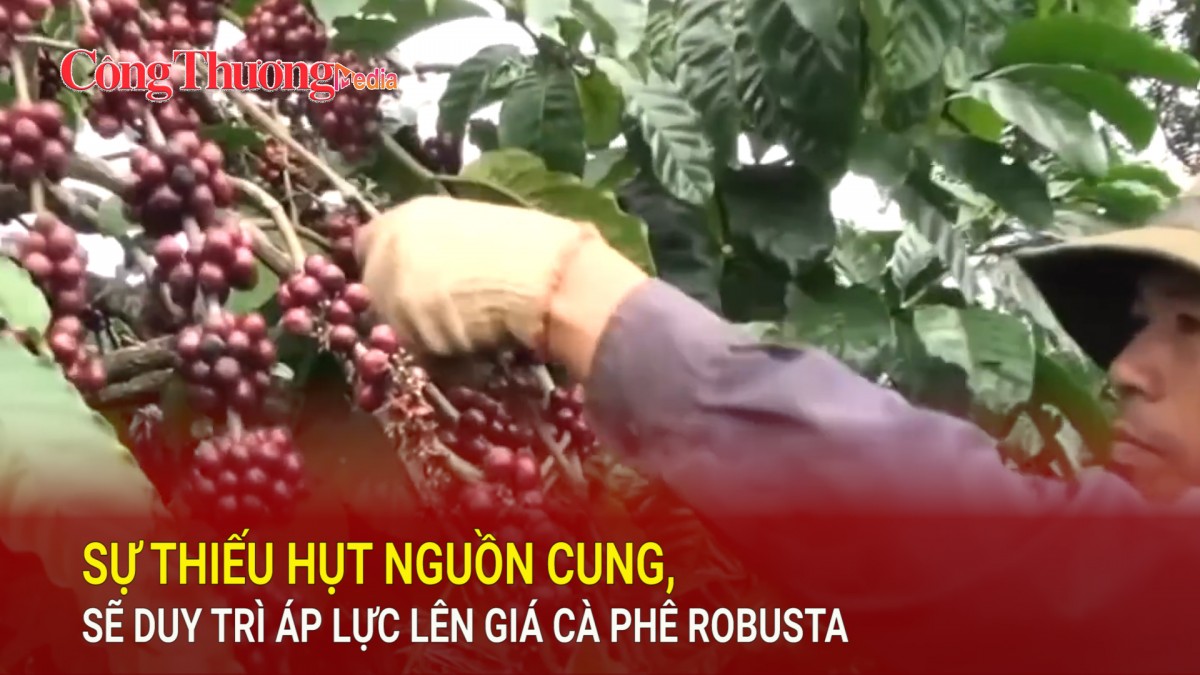 Sự thiếu hụt nguồn cung, sẽ duy trì áp lực lên giá cà phê Robusta