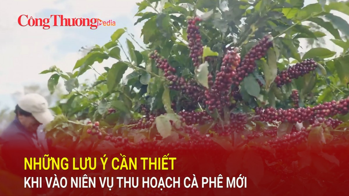 Những lưu ý cần thiết khi vào niên vụ thu hoạch cà phê mới