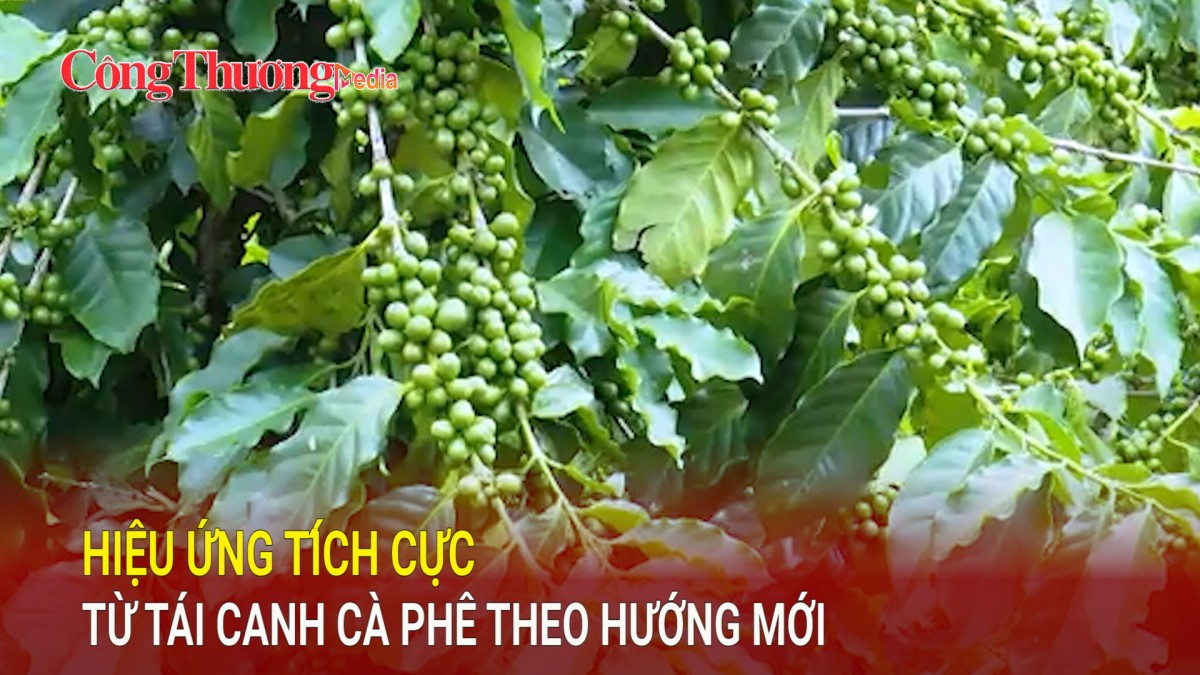 Hiệu ứng tích cực từ tái canh cà phê theo hướng mới