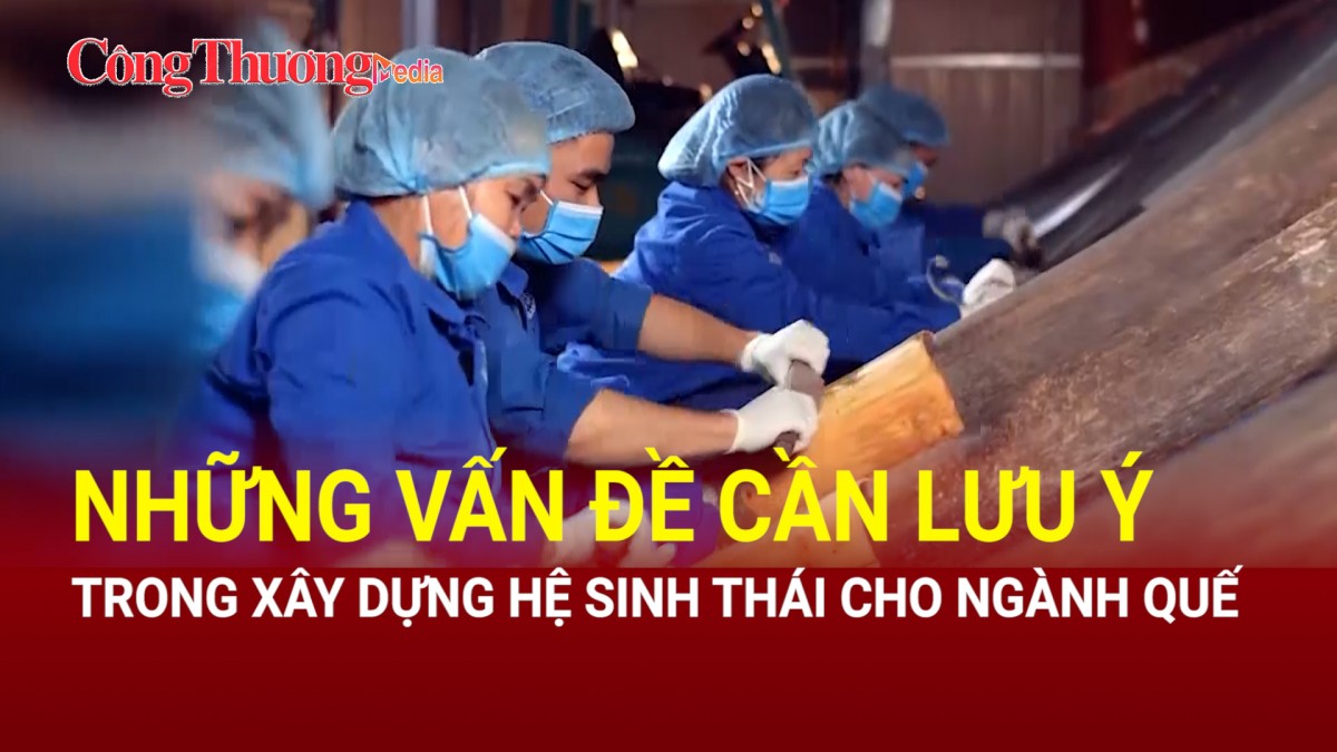 Những vấn đề cần lưu ý trong xây dựng hệ sinh thái cho ngành quế