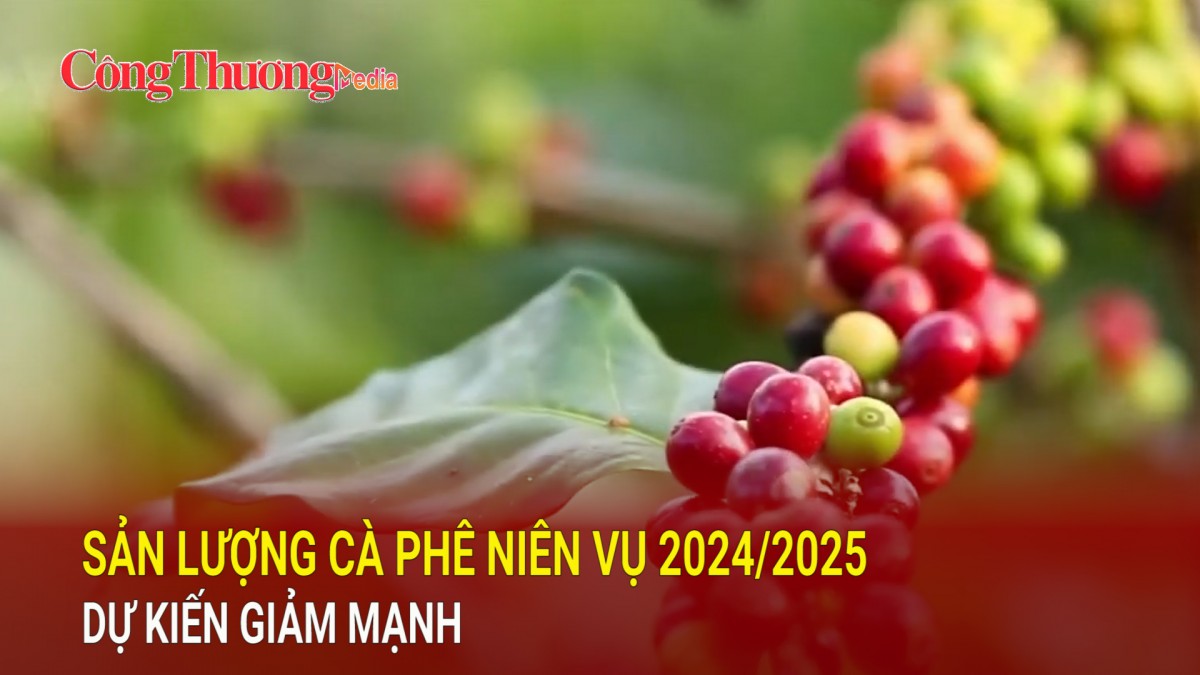 Sản lượng cà phê niên vụ 2024/2025 dự kiến giảm mạnh