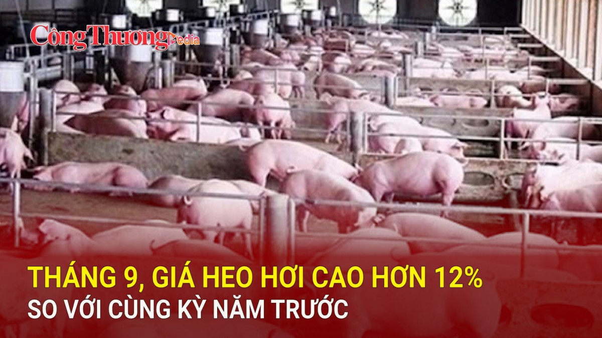 Tháng 9, giá heo hơi cao hơn 12% so với cùng kỳ năm trước