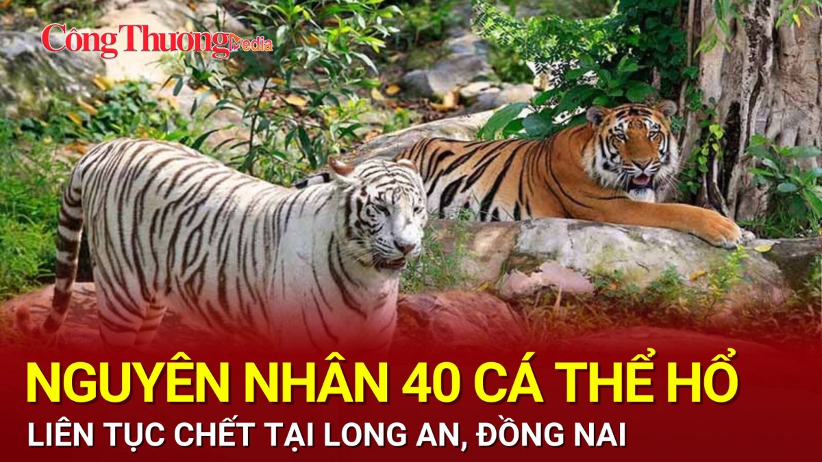 Nguyên nhân 40 cá thể hổ chết liên tục tại Long An, Đồng Nai