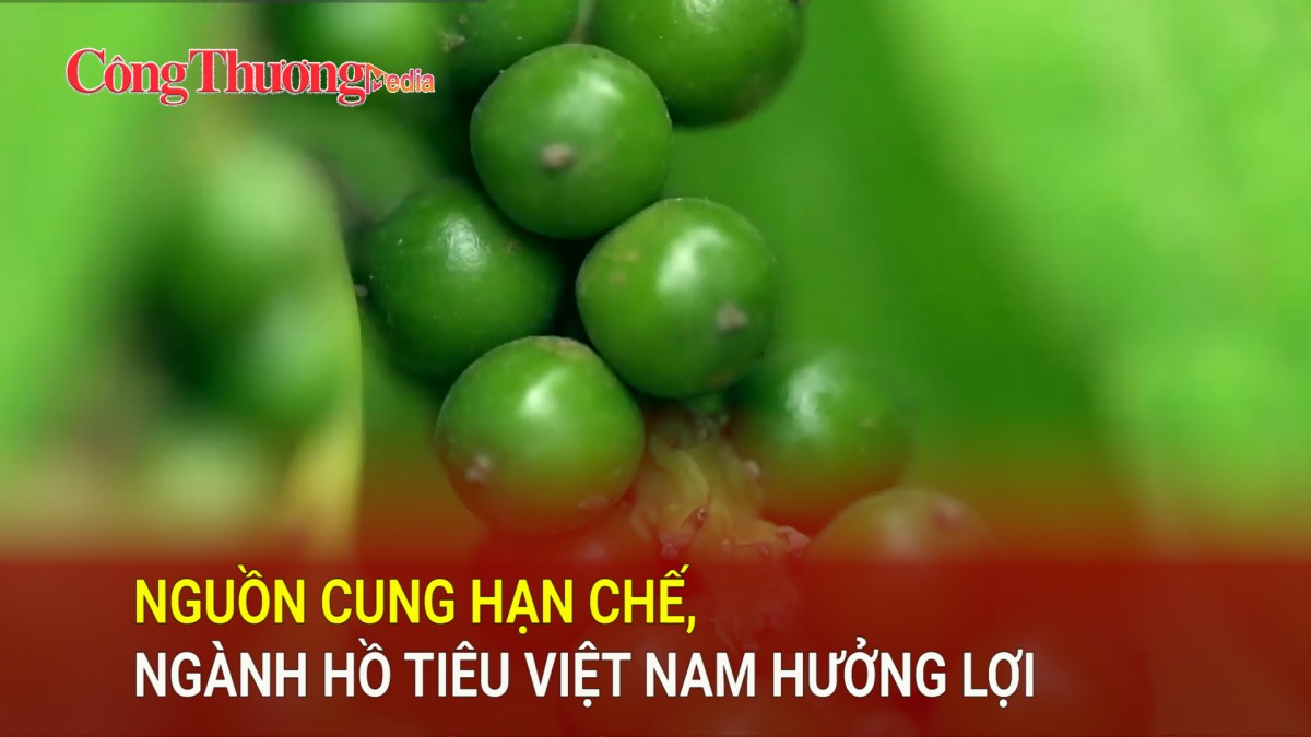 Nguồn cung hạn chế, ngành hồ tiêu Việt Nam hưởng lợi