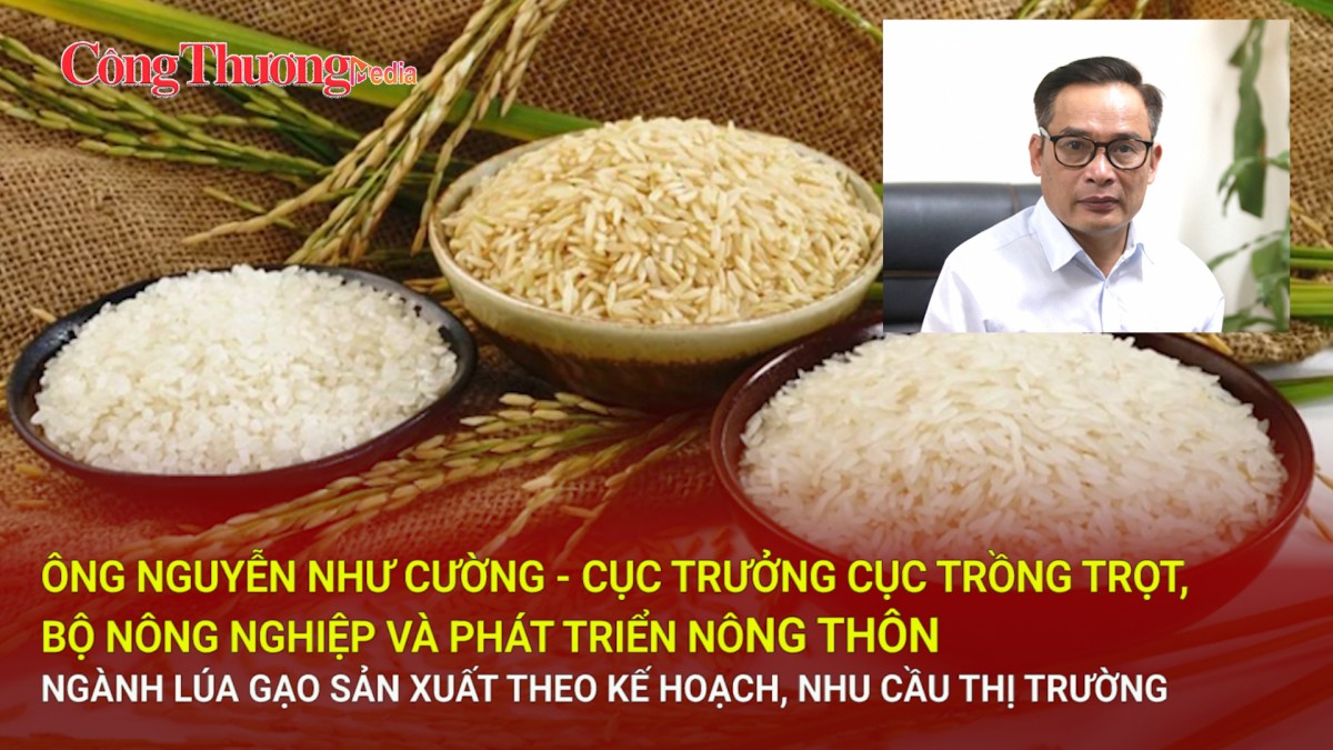 Ngành lúa gạo sản xuất theo kế hoạch, nhu cầu thị trường