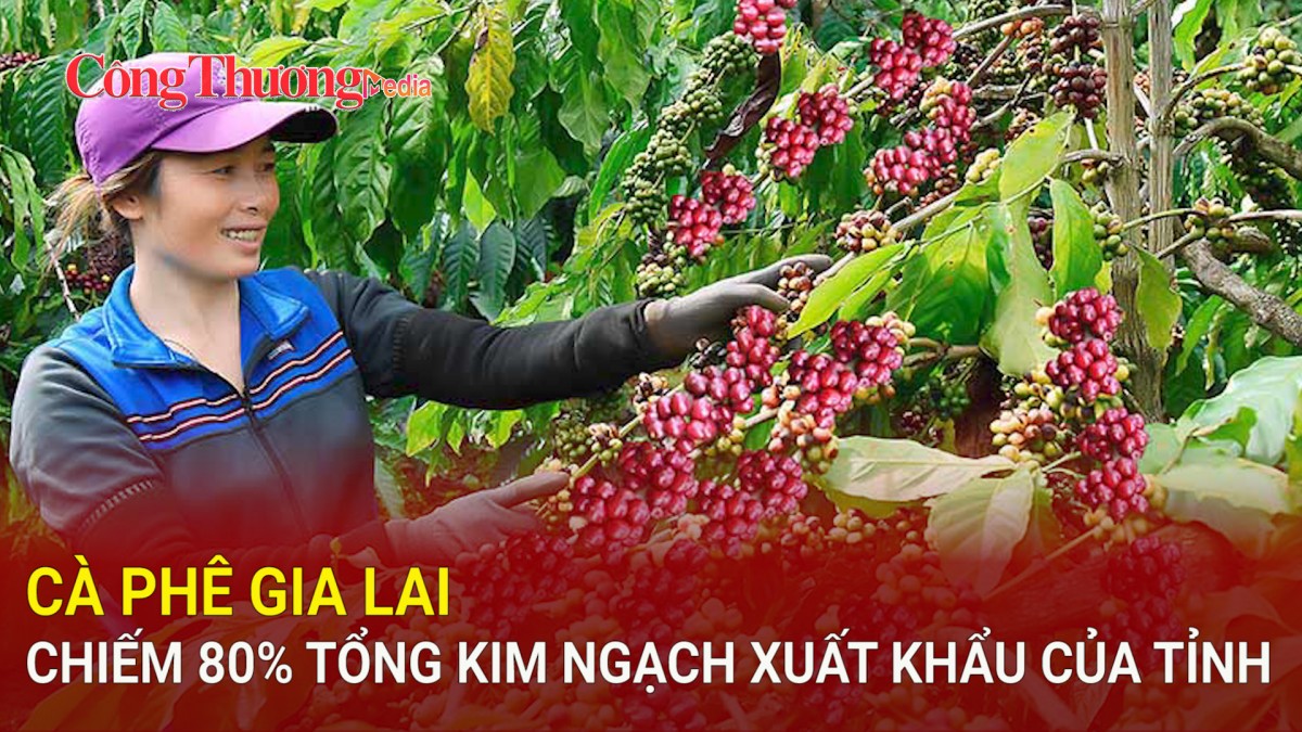 Cà phê Gia Lai chiếm 80% tổng kim ngạch xuất khẩu của tỉnh