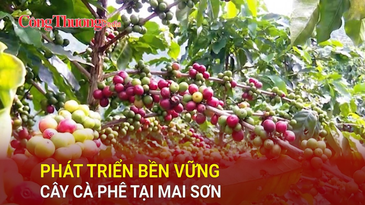 Phát triển bền vững cây cà phê tại Mai Sơn