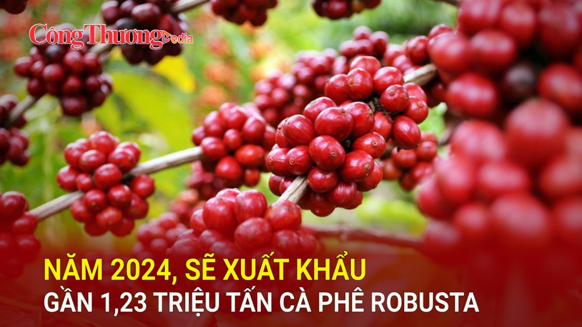 Năm 2024, sẽ xuất khẩu gần 1,23 triệu tấn cà phê Robusta