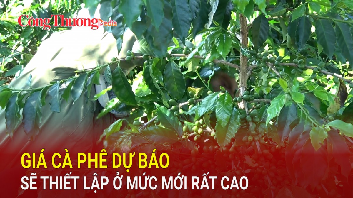 Giá cà phê dự báo sẽ thiết lập ở mức mới rất cao