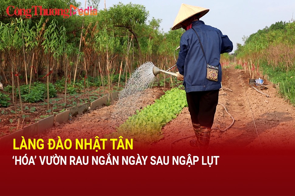 Hà Nội: Làng đào Nhật Tân 'hoá' vườn rau ngắn ngày sau ngập lụt