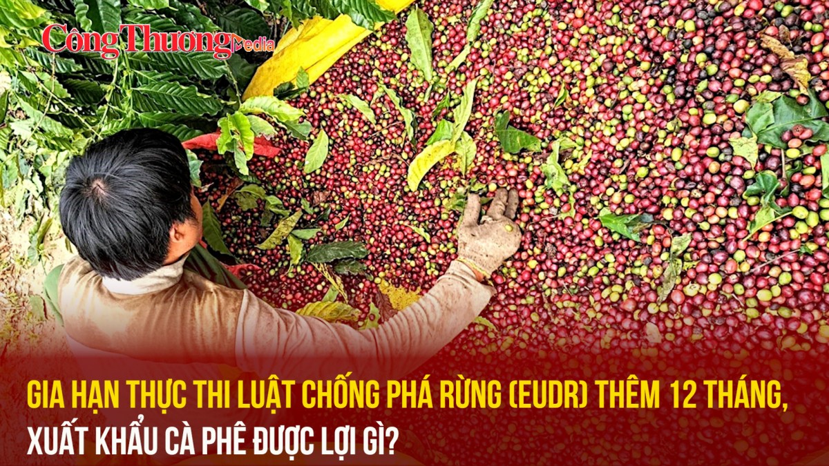 Gia hạn thực thi Luật chống phá rừng (EUDR) thêm 12 tháng, xuất khẩu cà phê được lợi gì?