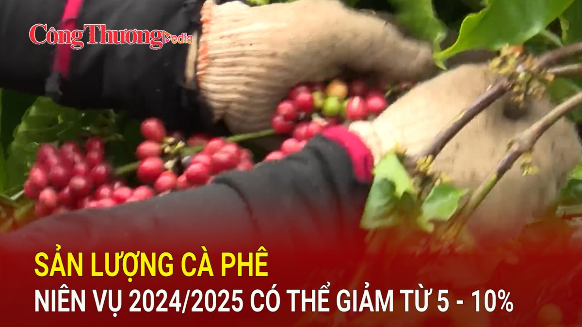 Sản lượng cà phê niên vụ 2024/2025 có thể giảm từ 5 - 10%