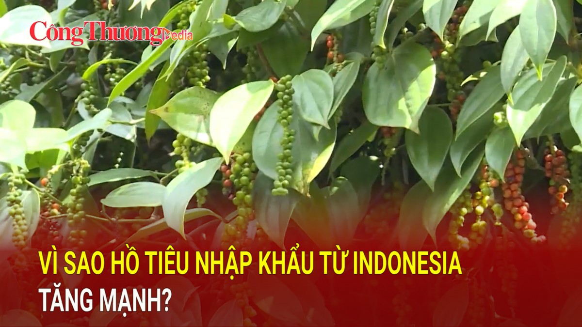 Vì sao hồ tiêu nhập khẩu từ Indonesia tăng mạnh?