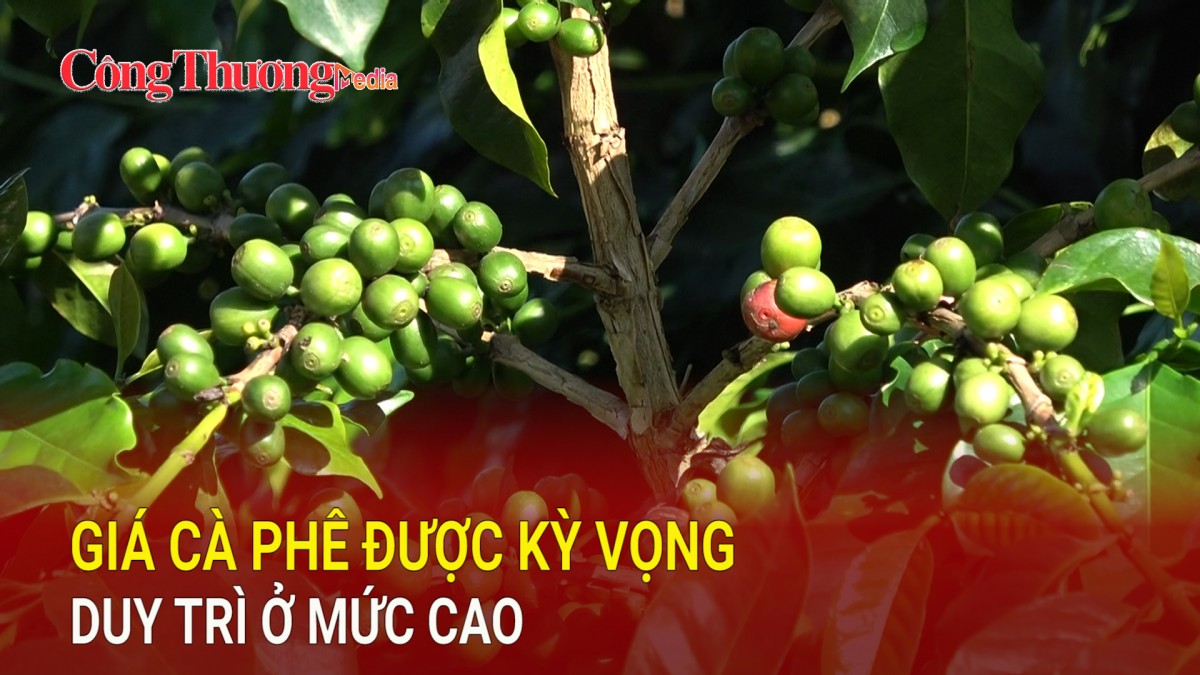 Giá cà phê được kỳ vọng duy trì ở mức cao